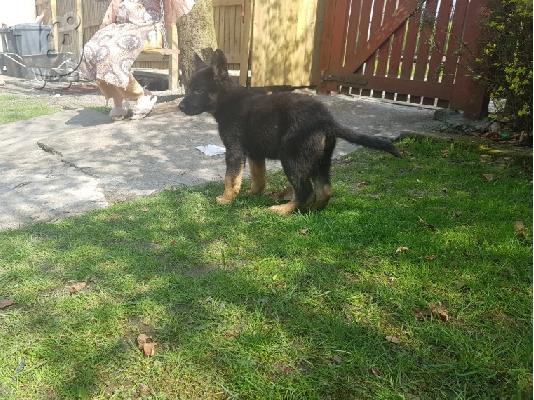 PoulaTo: Boy German Shepards Έτοιμο